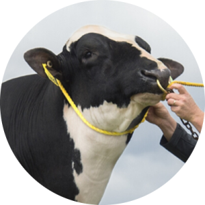 Genetica per vacche da latte Semex